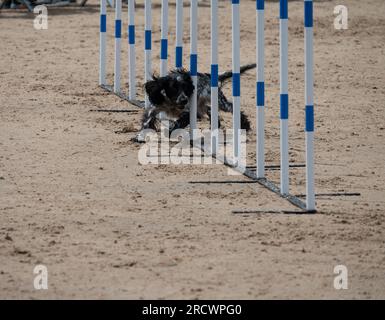 Die Junior Open Agility World Championships 2023. Stockfoto