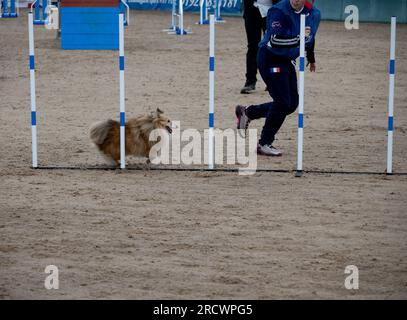 Die Junior Open Agility World Championships 2023. Stockfoto