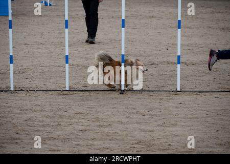 Die Junior Open Agility World Championships 2023. Stockfoto