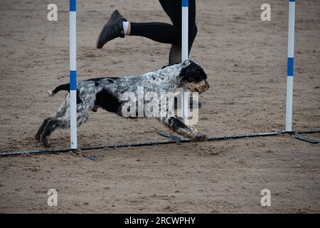 Die Junior Open Agility World Championships 2023. Stockfoto