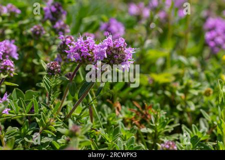 Blühender Duft Thymus serpyllum, Breckland Wildthymian, Kriechthymian oder Elfinthymian Nahaufnahme, Makrofoto. Wunderschönes Essen und Heilpflanze i Stockfoto