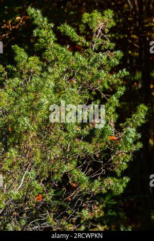 Juniperus communis, die Seezunge, ist eine Koniferenart der Familie Cupressaceae. Zweige der Seezunge Juniperus communis auf einem grünen B. Stockfoto