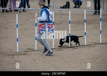 Die Junior Open Agility World Championships 2023. Stockfoto