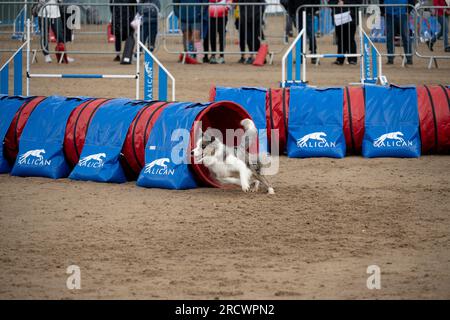 Die Junior Open Agility World Championships 2023. Stockfoto