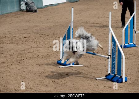 Die Junior Open Agility World Championships 2023. Stockfoto