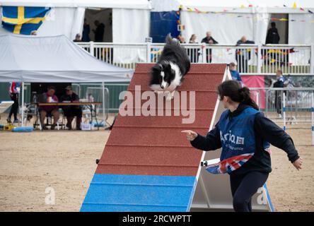 Die Junior Open Agility World Championships 2023. Stockfoto