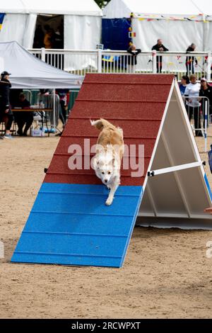 Die Junior Open Agility World Championships 2023. Stockfoto