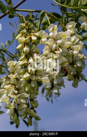 Üppiger blühender Akazienzweig von Robinia pseudoacacacia, falsche Akazie, schwarze Heuschrecke aus der Nähe. Nektarquelle für zarten, aber duftenden Honig. Heuschrecke Stockfoto