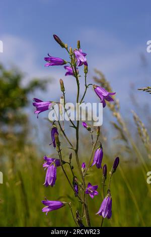 Nahaufnahme campanula sibirica mit verschwommenem Hintergrund im Sommergarten. Stockfoto