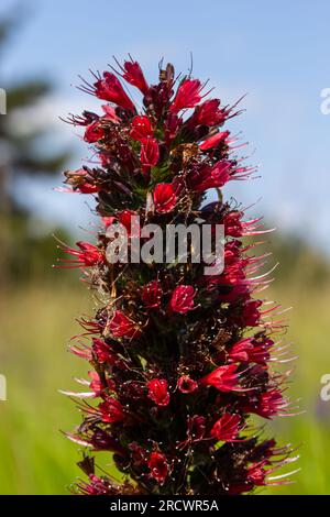 Rote Blüten von russischem Bugloss, Echium russicum Echium rubrum, Pontechium maculatum Blume auf dem Feld. Stockfoto