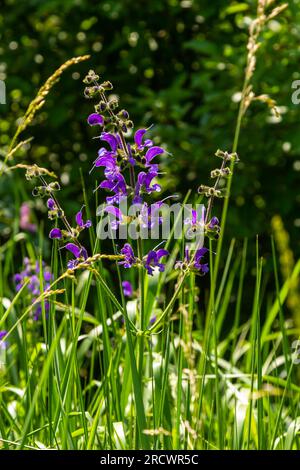 Salvia pratensis, die Wiesenklarre oder Wiesensalbei, ist eine Blütenpflanzenart der Familie Lamiaceae, die in Europa, Westasien und Norther heimisch ist Stockfoto