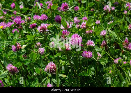 Trifolium pratense, Rotklee. Sammeln Sie wertvolle Blumen im Sommer auf der Wiese. Heilpflanze und Honigpflanze, Futter und in der Volksmedizin Stockfoto