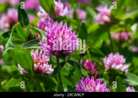 Trifolium pratense, Rotklee. Sammeln Sie wertvolle Blumen im Sommer auf der Wiese. Heilpflanze und Honigpflanze, Futter und in der Volksmedizin Stockfoto