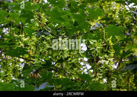 Nahaufnahme der rötlich-rosa reifen Früchte des Ahorns. Stockfoto