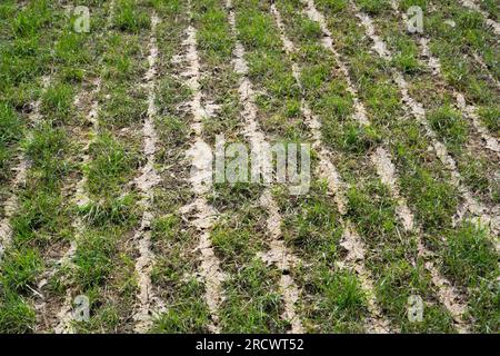 Schlammspuren im Grünland nach Verwendung eines Dunginjektors Stockfoto