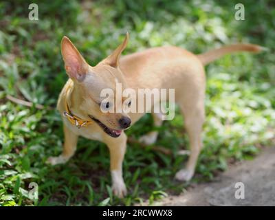 Brauner, kurzhaariger Chihuahua-Hund im Gras, der etwas anstarrt Stockfoto