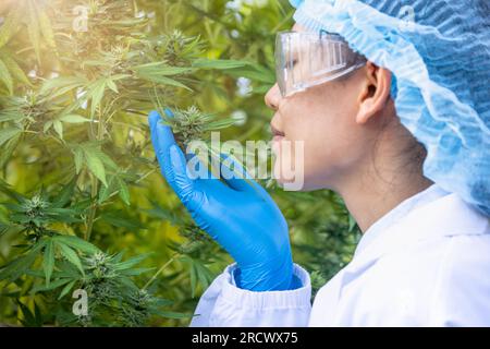 Marihuana-Forschung, Wissenschaftlerin in einem Hanffeld, das Pflanzen und Blumen untersucht, Konzept der alternativen Kräutermedizin Stockfoto