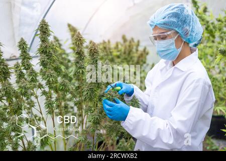 Marihuana-Forschung, Wissenschaftlerin im Hanffeld, die Pflanzen und Blumen untersucht, Konzept der alternativen Kräutermedizin, Marihuana. Organische Hanfkräuter Stockfoto
