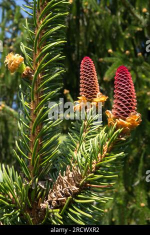 Kaiserfichte, Zapfen, Picea abies „Viminalis“ Stockfoto