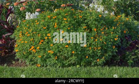 Zierpflanze schlanker, blühender Ringelblüten in Blüte, ein blühender Strauß leuchtender Orangenblüten von Tagetes tenuifolia oder Siegelmarigold mit grünen Blättern Stockfoto