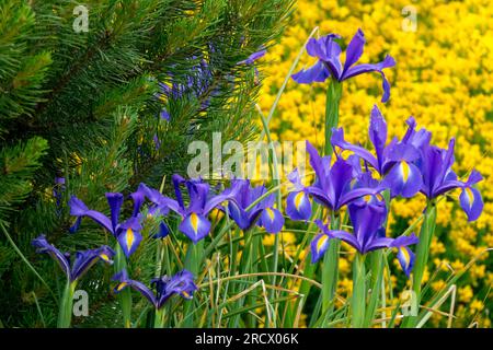 Blau Gelb, Garten, Iris hollandica Blumen Genista, Gartenszene Genista hispanica Kiefer Stockfoto