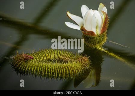 Liberec, Tschechische Republik. 17. Juli 2023. Eine Blüte Wasser Lily Victoria amazonica in den Botanischen Gärten in Liberec am Montag, den 17. Juli 2023. Die Pflanze ist die größte Art von Wasserlilien. Die Blüten sind in der ersten Nacht weiß, werden dann rosa und verblassen nach zwei Tagen. Kredit: Radek Petrasek/CTK Photo/Alamy Live News Stockfoto