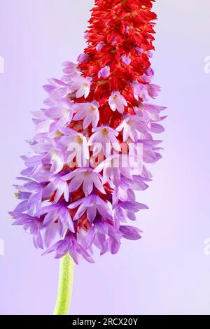 Eine blühende Spitze von Primula vialii, einer chinesischen Alpenpflanze, die in Großbritannien beliebt geworden ist Stockfoto