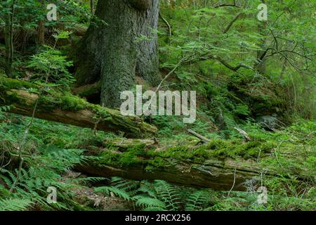 Bayerischer Wald / Deutschland - Primärwald Relikt an steilen Hängen nahe Arbersee. Stockfoto