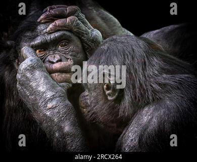 Ein unamüsierter Bonobo-Affe wird von einem neugierigen Freund TYWCROSS ZOO, LEICESTERSHIRE, UK, VON einem Orang-Utan, der zwei Finger an eins krumm Stockfoto