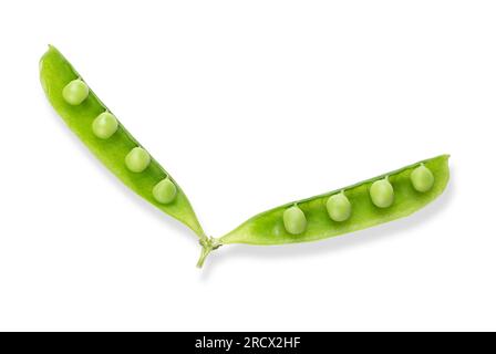 Vollständig geöffnete Erbsenschote mit grünen Erbsen von oben. Offene frische Erbsenschote mit reifen, rohen und grünen Früchten, die Samen von Pisum sativum, einer blühenden Pflanze. Stockfoto