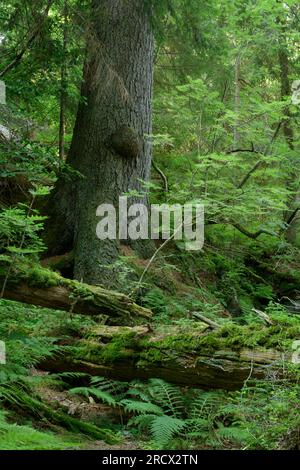 Bayerischer Wald / Deutschland - Primärwald Relikt an steilen Hängen nahe Arbersee. Stockfoto