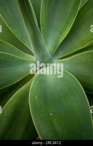 Wassertröpfchen auf Yucca-Pflanze Stockfoto