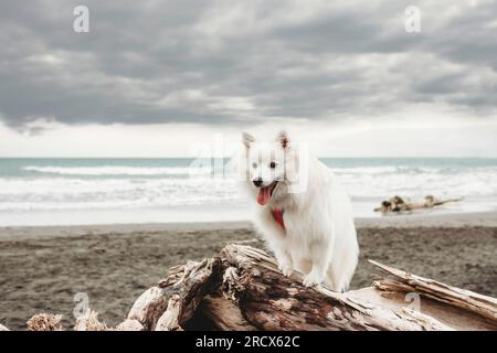 Kleiner flauschiger weißer Hund, der auf Treibholz am Strand sitzt Stockfoto