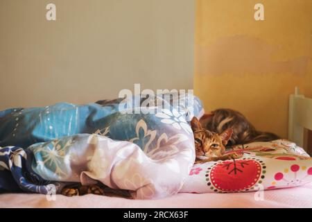 Die Katze liegt neben einem jungen Mädchen unter einer Decke in einem Mädchenbett Stockfoto