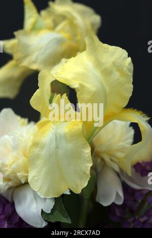 Nahaufnahme der Blüten Pony, Iris und Lupine vor schwarzem Hintergrund. Stockfoto