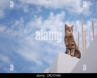 Katzen liegen auf den Dächern der weißen Häuser der Stadt Lindos. Streunende oder wilde Katzen auf der Insel Rhodos in Griechenland. Historisches Wahrzeichen in der Altstadt. Stockfoto