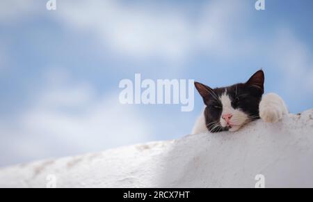 Katzen liegen auf den Dächern der weißen Häuser der Stadt Lindos. Streunende oder wilde Katzen auf der Insel Rhodos in Griechenland. Historisches Wahrzeichen in der Altstadt. Stockfoto