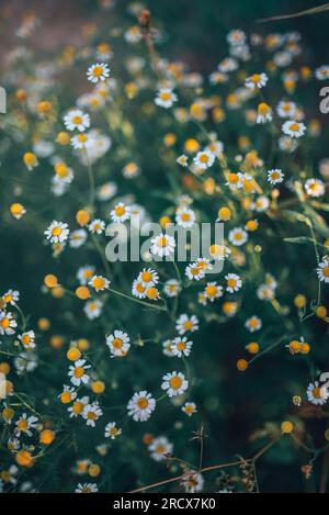 Kamillenblumen im Garten. Stockfoto