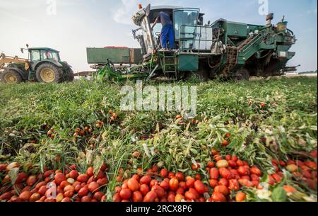 Selbstfahrende Tomatenerntemaschine arbeitet parallel zum Traktor tr Stockfoto