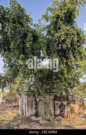 12 25 2014 buddhistischer Mönch, der in der tibetischen Mythologie im Mahabodhi-Komplex Bodh Gaya Bihar India.Asi Rituale macht Stockfoto