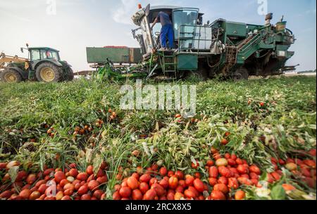 Selbstfahrende Tomatenerntemaschine arbeitet parallel zum Traktor tr Stockfoto