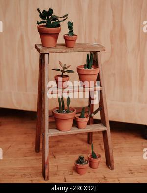 Kakteen in Terrakotta-Töpfen auf einer Holzleiter Stockfoto