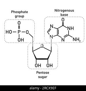 Chemische Struktur des DNS-Nucleotids. Drei Teile eines Nukleotids. Phosphatgruppe, Pentosezucker und stickstoffhaltige Base. Nukleinsäuren. Stock Vektor