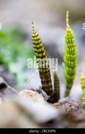 Schachtelhalm (Equisetum telmateia, Equisetum telmateja, Equisetum Maximum), Schießen steriler Stämme, Niederlande Stockfoto