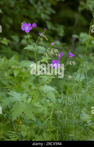 Woodland Geranium (Geranium sylvaticum), Blooming, Schweden Stockfoto