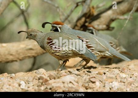 Kalifornische Wachtel (Callipepla californica, Lophortyx californica), Paar, das auf dem steinigen Boden forscht, Seitenansicht, USA, Arizona, Sonora-Wueste Stockfoto