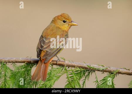 Sommertanager (Piranga rubra), weibliche Erwachsene, die auf einem Zweig sitzt, USA, Texas Stockfoto