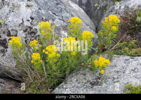 Sumpfgebiet (Euphorbia palustris), blühend, Schweden Stockfoto