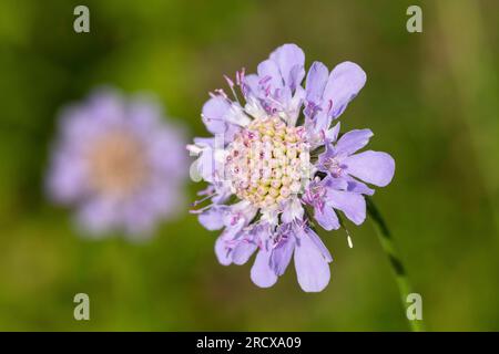 Kleiner Skabious, kleiner Skabious (Scabiosa columbaria), blühend, Schweden Stockfoto