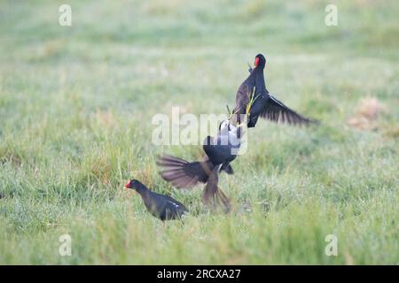 moorhen (Gallinula chloropus), Kampfmoorhennen auf einer Wiese mit Morgentau, Niederlande Stockfoto